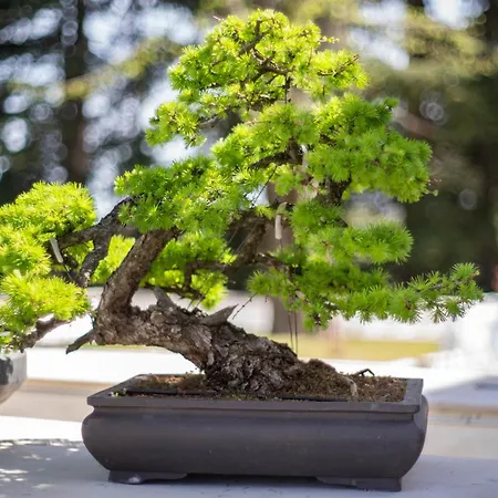 Boutique Monty Banks تشيزينا