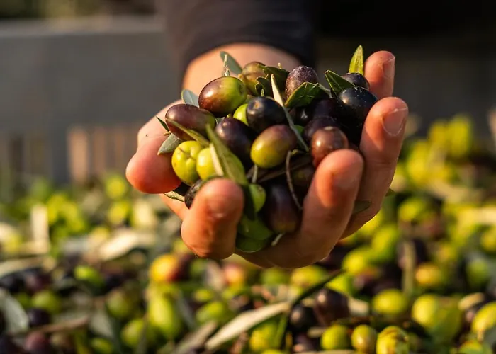 Boutique Monty Banks