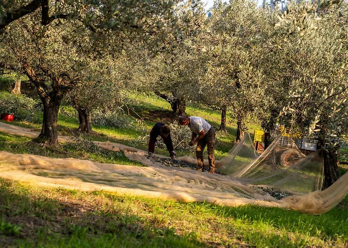 Boutique Monty Banks * تشيزينا