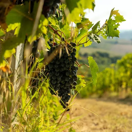 Villa Boutique Monty Banks Cesena