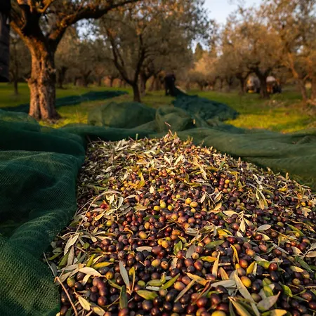 Boutique Monty Banks Villa Cesena