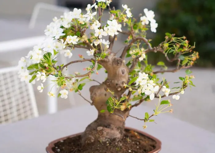 Boutique Monty Banks