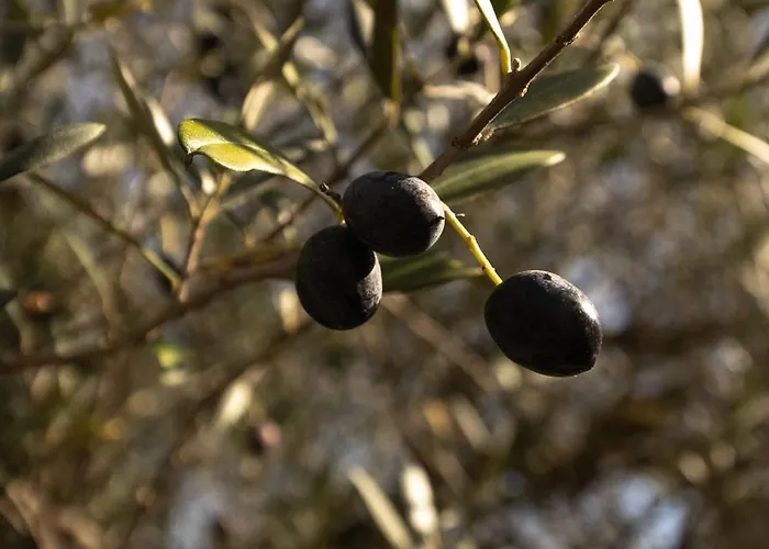 Boutique Monty Banks Cesena