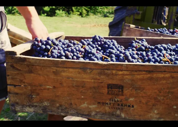 Boutique Monty Banks * Τσεζένα