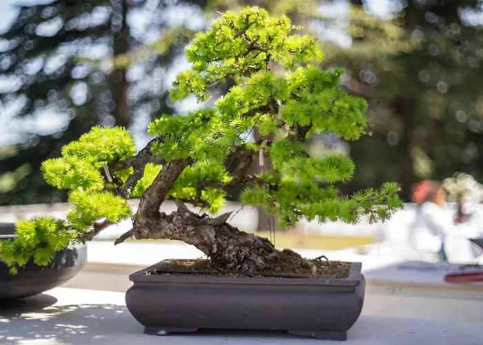 Boutique Monty Banks Cesena